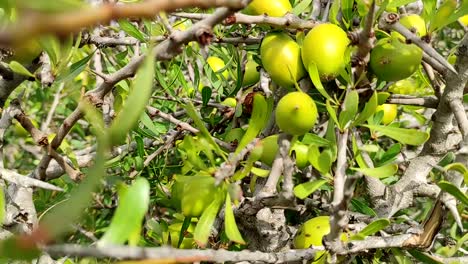 Argan-tree-branches-with-ripe-nuts-and-green-leaves-7