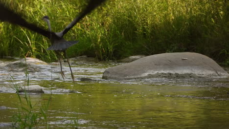 Wild-great-blue-heron,-ardea-herodias-standing-in-the-river-stream-with-clam-water-flow-and-beautiful-nature-environment,-spread-its-wings-and-fly-away
