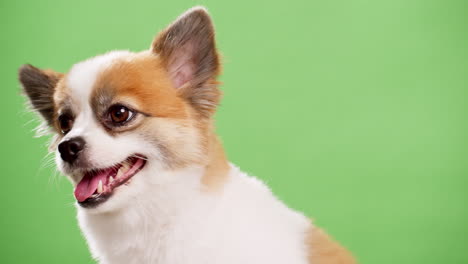 Cute-Chihuahua-filmed-with-green-background---chroma-key-in-studio-2