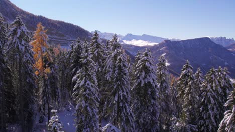 Peaceful-pine-tree-forest-in-Italian-Dolomite-mountain-range-during-winter