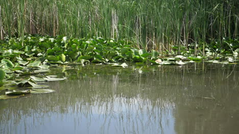 Río-Salvaje-Con-Vegetación-Específica-En-El-Lago