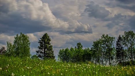 Fluffy-Clouds-Rolling-Over-Wildflower-Meadow-With-Trees