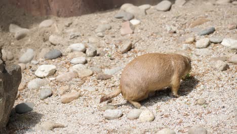 Black-tailed-prairie-dog-is-a-rodent-of-the-family-Sciuridae-found-in-the-Great-Plains-of-North-America