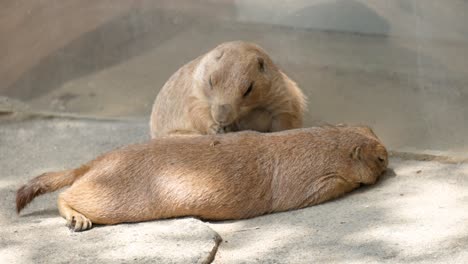 Black-tailed-Prairie-Dog-Gnaws-his-Claws-Sitting-by-the-Sleeping-Partner