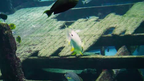 Many-fish-found-swimming-in-the-aquarium-of-Singapore