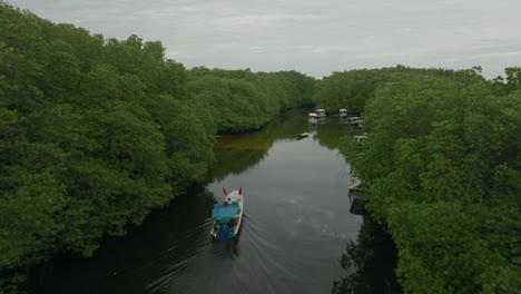 Boat-travels-on-calm-river-through-dense-mangrove-forest-vegetation,-aerial
