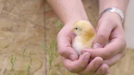 Close-up-of-farmer-holding-chick-in-hands