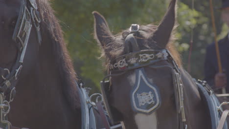 Close-up-of-horse-wearing-decorative-blinkers-being-headbutted-by-another-horse-in-front-of-cart