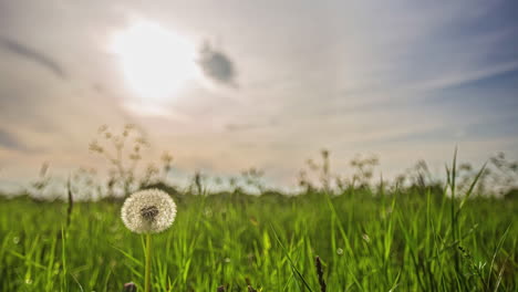 A-dandelion-puffball-in-the-foreground-with-a-defocused-sunset-time-lapse-in-the-background