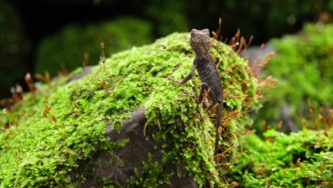 Seen-looking-at-the-ant-passing-by-while-it-is-on-a-mossy-rock-then-suddenly-climbs-on-top,-Brown-Pricklenape-Acanthosaura-lepidogaster,-Khao-Yai-National-Park