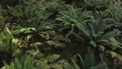 Flying-low-over-Ferns-in-a-second-growth-forest-in-British-Columbia-1