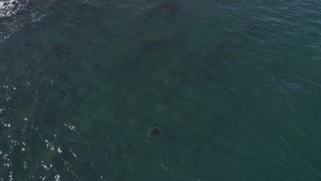Sea-Turtle-Swimming-In-The-Sea-Near-The-Cook-Island-In-NSW,-Australia