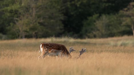 A-beautiful-fallow-deer-calmly-grazing-in-a-serene-field-on-a-sunny-afternoon