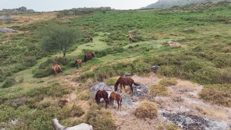 Aerial-drone-backward-moving-shot-of-young-and-adult-horses-pasturing-in-the-lush-green-meadow-on-a-cloudy-day