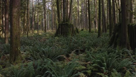Flying-low-over-Ferns-push-towards-a-super-stump-in-a-second-growth-forest-in-British-Columbia