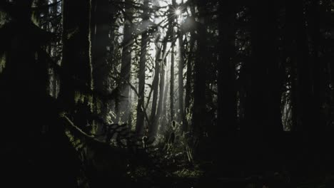 A-tilt-up-to-reveal-light-beams-in-a-dark-forest-in-British-Columbia