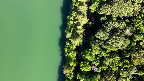 Aerial-Birds-Eye-Flying-Over-Tree-Tops-And-Green-Lake-In-Chesapeake