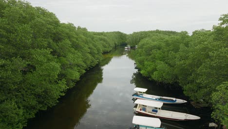 Calm-river-in-dense-mangrove-forest-with-local-long-boats,-aerial