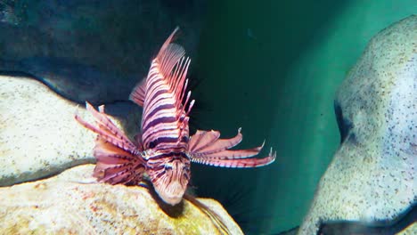 The-lionfish,-a-poisonous-coral-reef-fish-belonging-to-the-family-Scorpaenidae-named-Pterois-volitans-can-be-seen-swimming-in-Singapore's-aquarium
