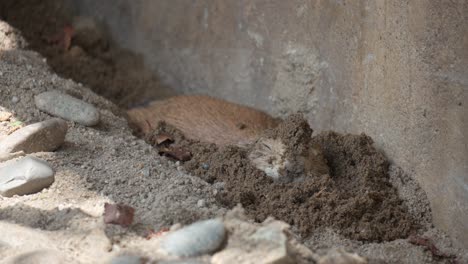 Funny-Black-Tailed-Prairie-Dog-bury-oneself-in-wet-sand-hiding-from-hot-weather