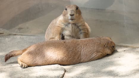 Black-tailed-Prairie-Dogs-Relaxing-in-Shadow-on-Summer-Day-in-Seoul-Zoo