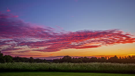 Colorful-magenta-sunset-over-a-forest-and-field-of-wildflowers---time-lapse