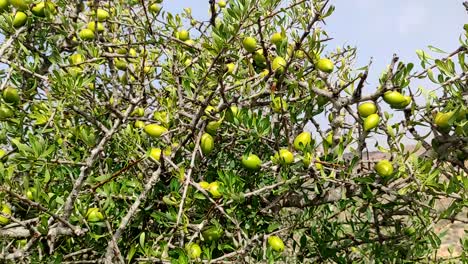 Argan-tree-branches-with-ripe-nuts-and-green-leaves-8