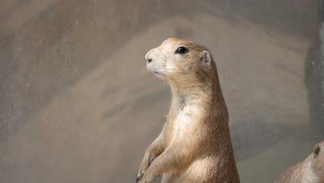 Face-close-up-of-Black-tailed-Prairie-Dog-Standing-Alerted-on-Hind-Legs