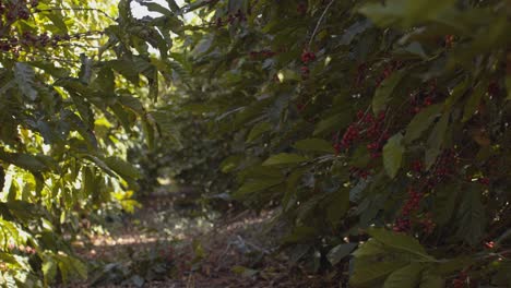 Totale-Aufnahme-Einer-Kaffeepflanze-Mit-Den-Typischen-Roten-Beeren-Oder-Kirschen,-Wie-Man-Sie-Nennt,-Bereit-Zum-Pflücken