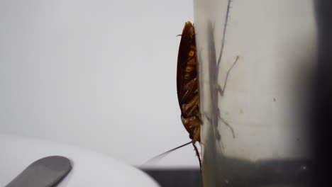 Cockroach-walking-on-dirty-empty-glass-on-table