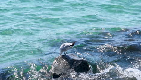 View-of-a-Mediterranean-seagull-perched-on-a-rock-and-looking-out-to-sea