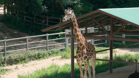 Giraffe-standing-under-shed-in-summer-at-Seoul-Grand-Park-Zoo,-South-Korea