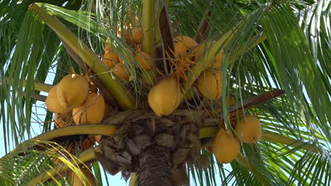 Kokosnüsse-Auf-Palme-Hautnah