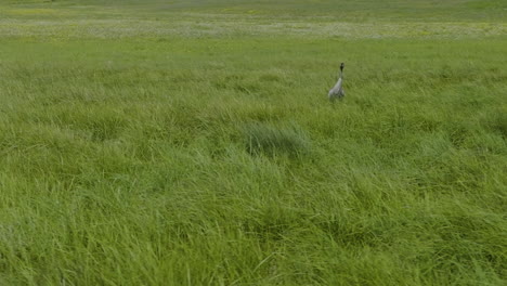 Common-Crane-Birds-Standing-In-The-Grassland-With-Tall-Green-Grass