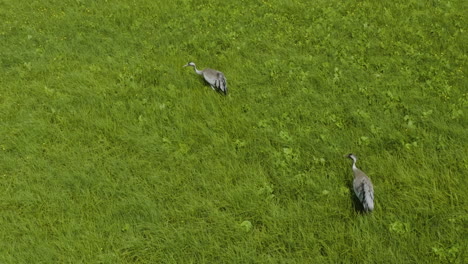 Ein-Paar-Eurasische-Kranichvögel,-Die-In-Grasbewachsenen-Sumpfgebieten-In-Der-Nähe-Des-Tabatskuri-Sees-In-Georgia-Auf-Nahrungssuche-Gehen