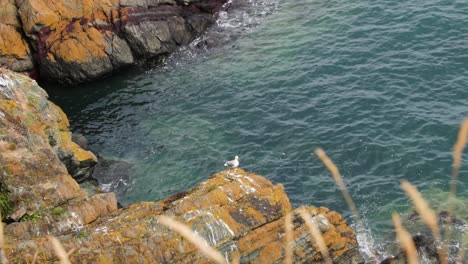 Single-seagull-perched-on-a-rock-beside-the-water-with-small-waves-crashing-into-the-rocks,-Bray,-Ireland