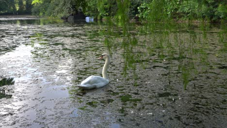 White-swan-in-a-pond-with-lush-vegetation
