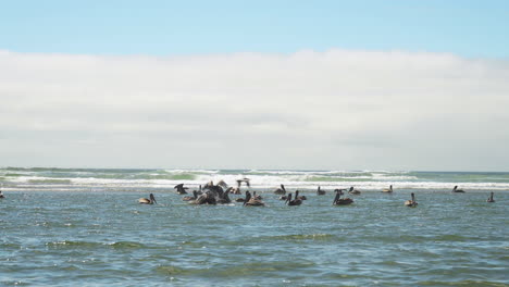 Flock-of-Brown-Pelicans-feeding-in-shallow-surf,-Cannon-Beach,-Oregon