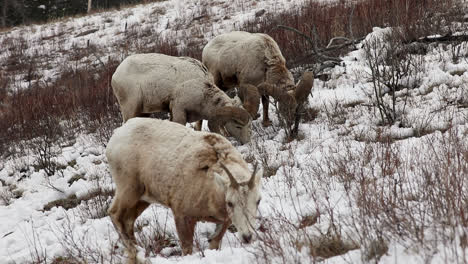 Bighorn-Sheep-Ram-and-Ewe-Feeding-On-The-Snowy-Slopes-At-Winter-In-Alberta,-Canada