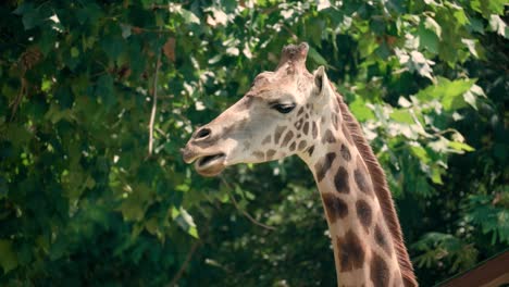 Giraffe--in-Kruger-National-Park,-South-Africa
