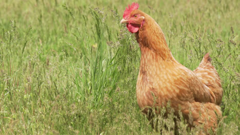 Beautiful-Chicken-in-tall-grass-in-slow-motion