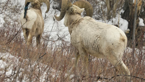 Bighorn-Sheep-Rams-Walking-In-The-Wilderness-At-Winter