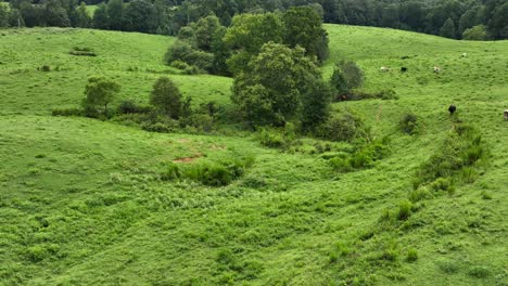 Aerial-view-of-a-large-pasture-with-pond-in-North-Georgia
