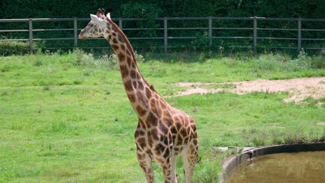 Giraffe-Weidet-Gras-Am-Teich-Im-Großen-Zoo-Von-Seoul-Im-Sommer