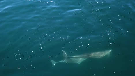 Luftaufnahme-Von-Delphinen,-Die-In-Korallenblauem-Wasser-Schwimmen-Und-Tauchen---Delphinus