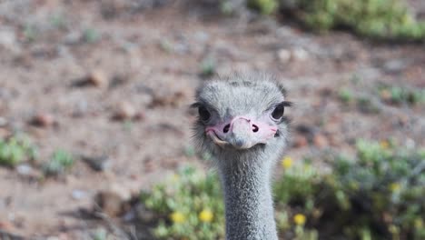Head-Of-Common-Ostrich-Looking-Around-In-The-Desert-In-Western-Cape,-South-Africa