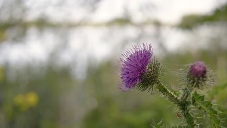 Thistle-flowers-sway-in-a-light-breeze-with-a-blurry-background