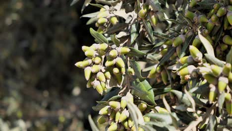 Detail-of-olive-tree-with-moving-green-branches-in-slight-breeze