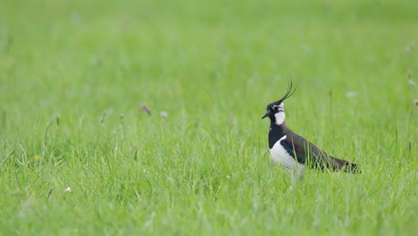 Isolated-Kiviet-lapwing-with-long-feather-crown-walking-in-lush-green-grass