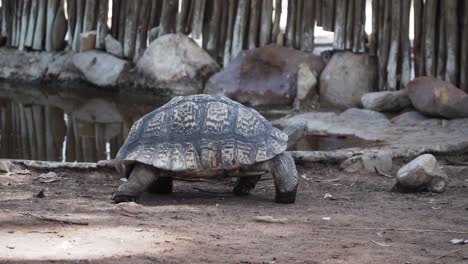Huge-Tortoise-Walking-Out-Of-The-Water-In-Western-Cape,-South-Africa